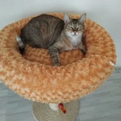 Poste Rascador con Nido en Peluche - Image 6