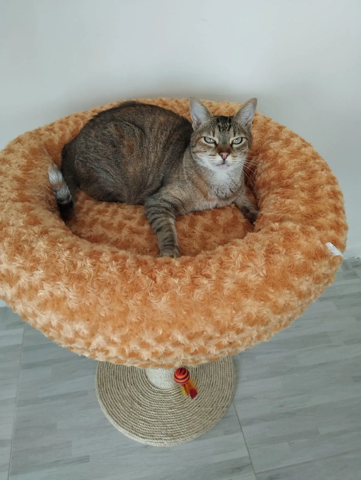 Poste Rascador con Nido en Peluche - Image 6