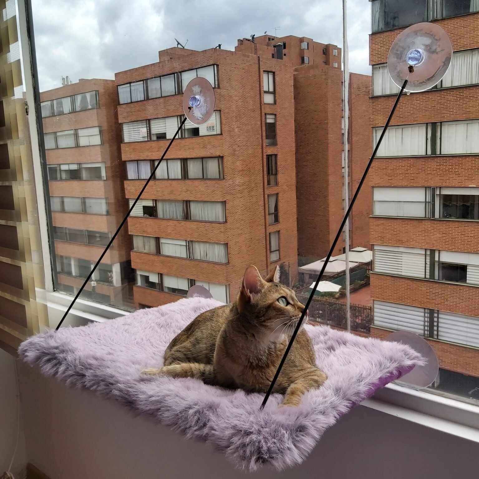 Hamaca Para Gato De Ventana Con Cojín Lavable - Ventosas Fuertes, Soporta Hasta 18kg, Cama Cómoda Para Observar El Exterior