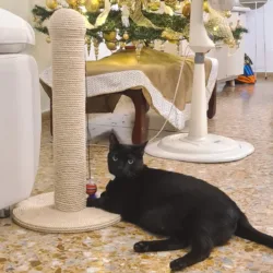Poste Rascador para Gato en Cabuya