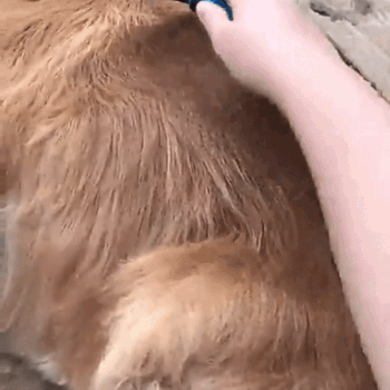 Deslanador Quita Nudos para Perros y Gatos - Image 3